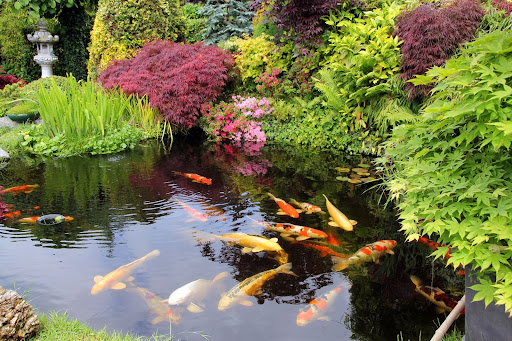 Create a Stunning Backyard Oase with a DIY Koi Pond