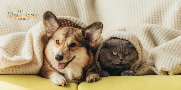 Los Angeles Pet Odor Removal Service: Odor-Free Living